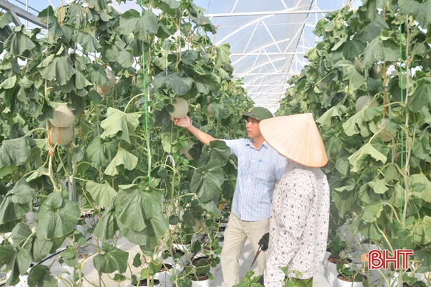 Nhiều hợp tác xã ở Hà Tĩnh “đổi đời” nhờ ứng dụng công nghệ cao vào sản xuất